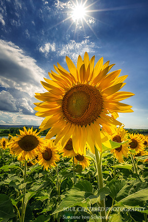 Sunflowers with sunburst 2