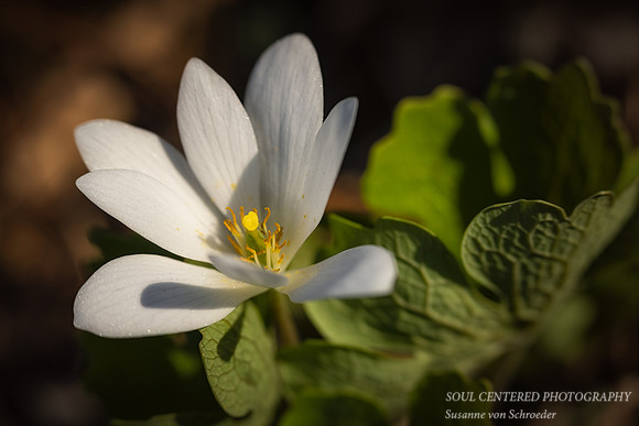 Bloodroot, Lensbaby 5