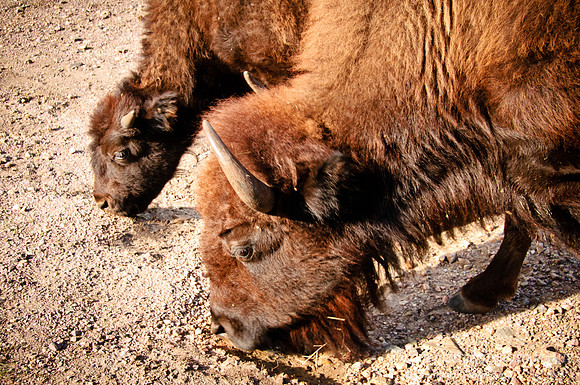 Black Hills, 2 bisons