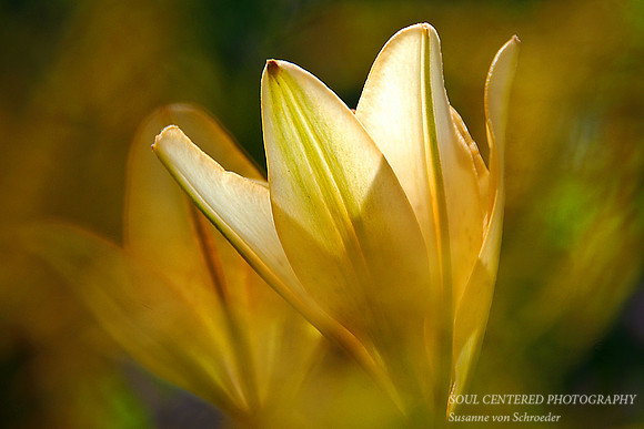 Lily in light
