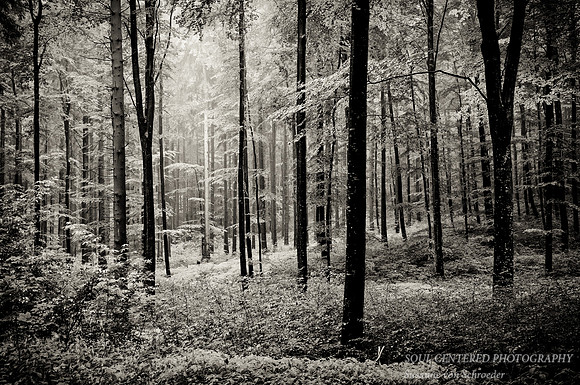 Forest Germany, bw