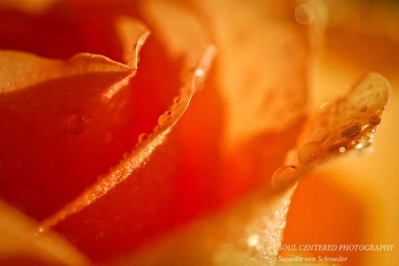 Rose, orange drops