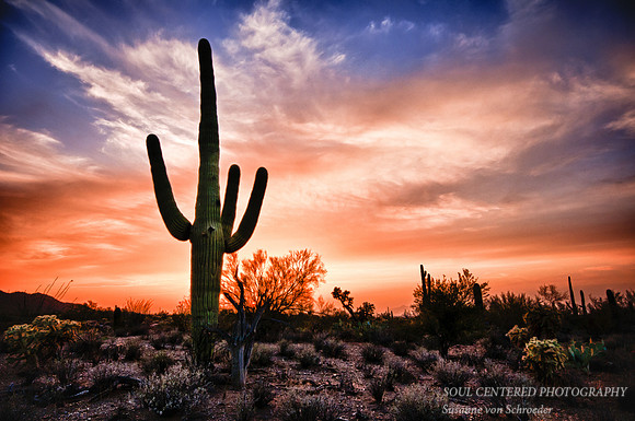 Saguaro at sunset 3 light