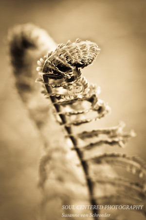 Fern spring