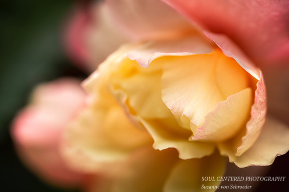 Yellow/pink Begonia flower 1