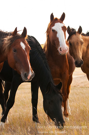 Horses 4