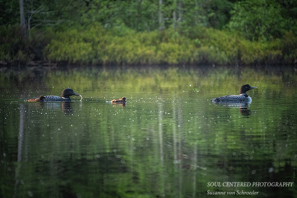 Loon family, feeding the chicks 1