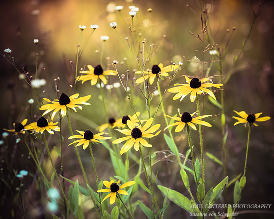 Rudbeckias, vintage 8x10