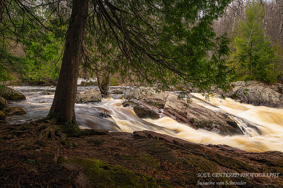 Cedar tree at Red Granite Falls, April '25 3