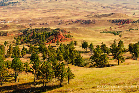 Black Hills, hills & trees 2