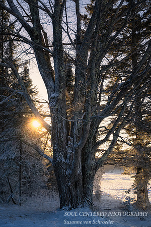 Warm glow of the winter sun