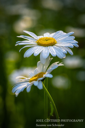 Daisy friendship