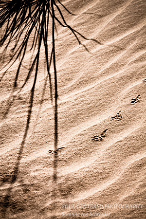 Tracks in sand