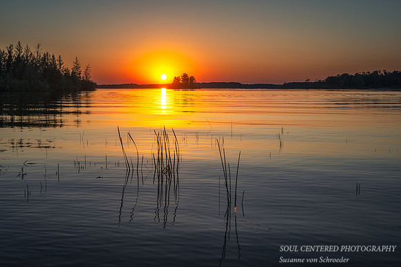 Sunset and reeds, August '22 1