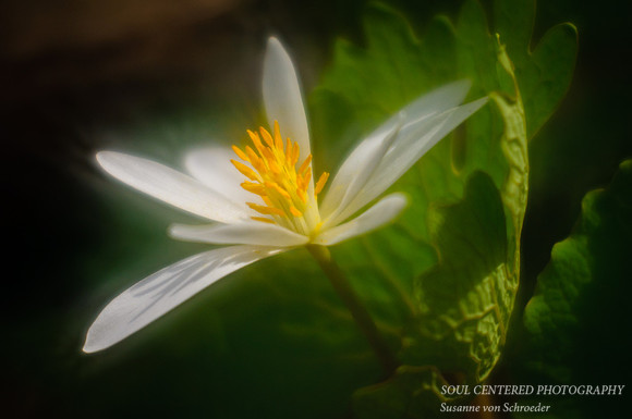 Bloodroot, Lensbaby 3