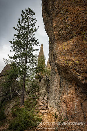 Along the Needles Highway