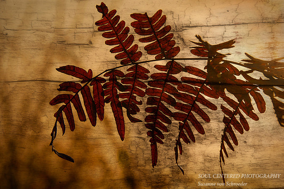 Fern silhouette