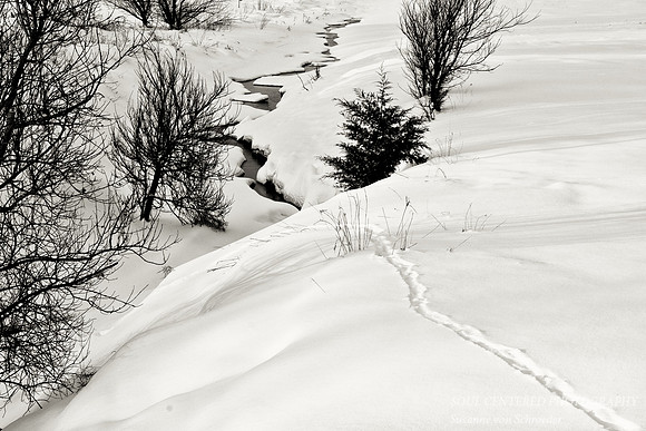 Creek & tracks, BW