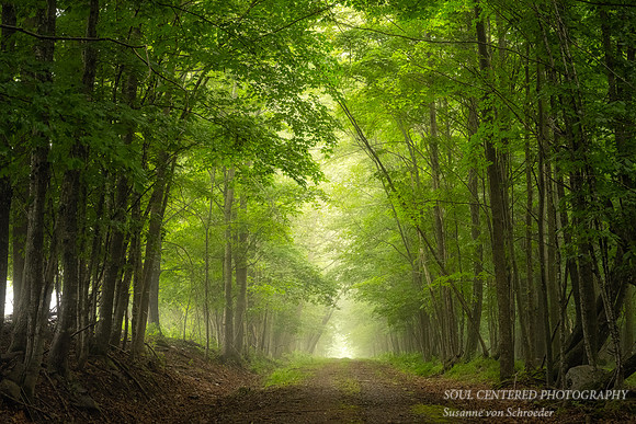 Foggy morning walk through a forest 1