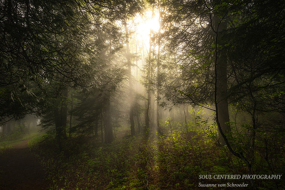 Light in foggy forest scene, June '24 1