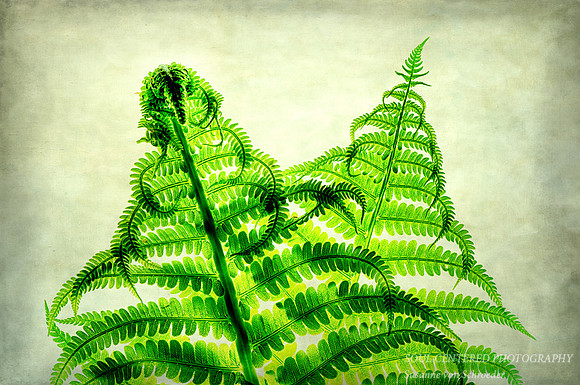 Ferns