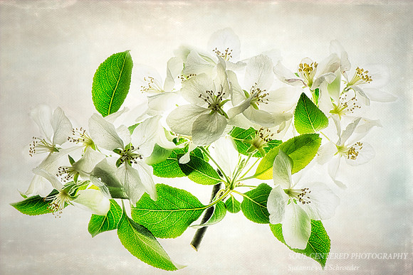 White Apple blossoms