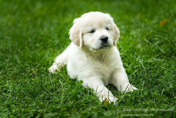English Golden Retriever puppy 2