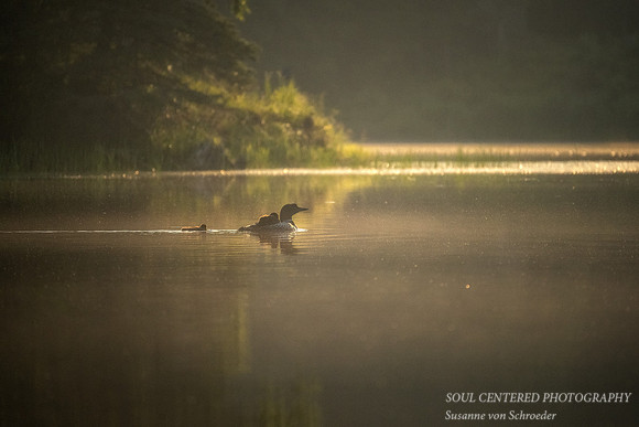 Loon with 2 chicks in morning light 2