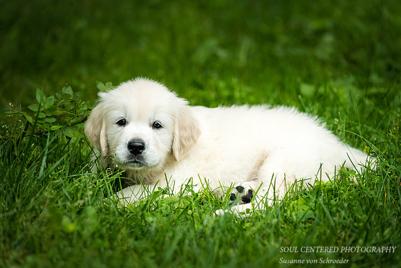 English Golden Retriever puppy 5