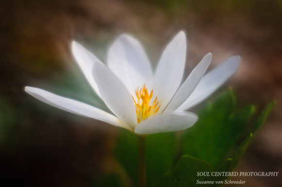 Bloodroot, Lensbaby 4