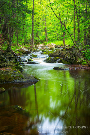 Summer Creek 1
