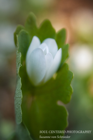 Bloodroot with leaf, Lensbaby