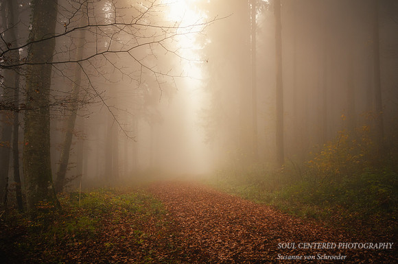 Fog in Forest, Germany 1