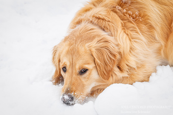 Pippa in snow 3