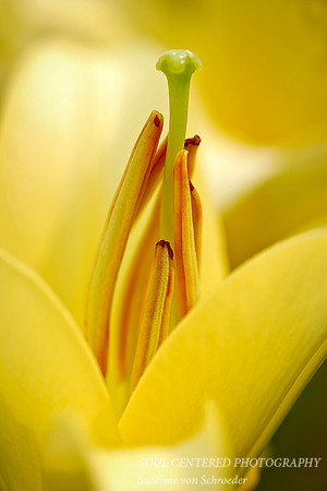 Lily, yellow macro