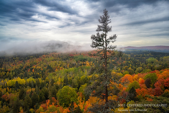 Autumn scene with fog at Oberg Mtn., 2022 2