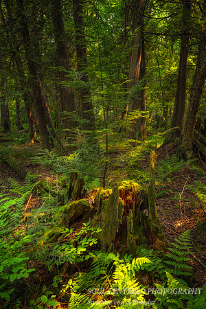 Tree Stump, Frog Bay Tribal National Park, WI