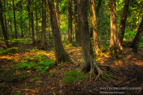 Cedar Trees, Frog Bay Tribal National Park, WI, Aug. '25 1