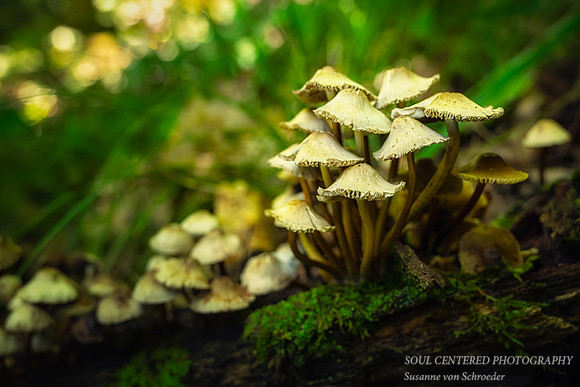 Group of small mushrooms on a log