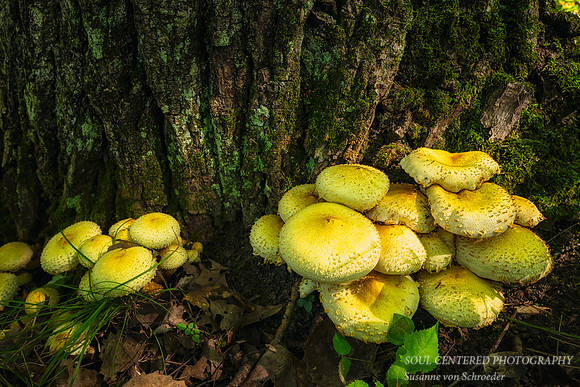 Yellow mushrooms at the base of a tree