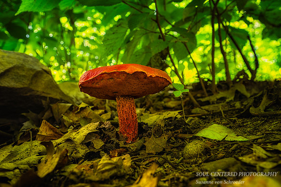 Red mushroom, August '25