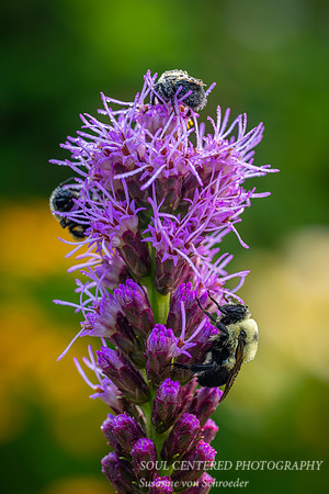 Sleepy bees covered with dew on a Liatris, July '25 1