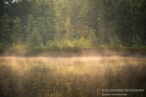 Tamarack bog in warm morning mist, August '25