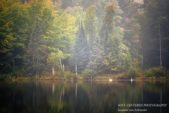 Foggy morning with two swans