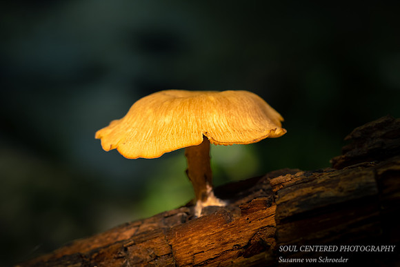Sunlit Mushroom 1