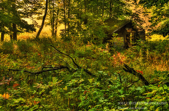 Shack in the woods