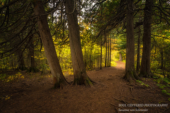 Group of Cedar trees at Oberg Mountain