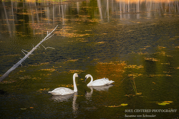 Two Swans, October. '25