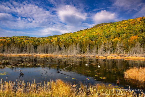 Autumn landscape with 2 swans, Grand Portage, October. '25