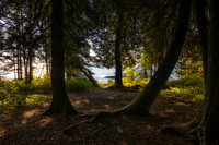 Cedar trees & Lake Superior, Oct. '25